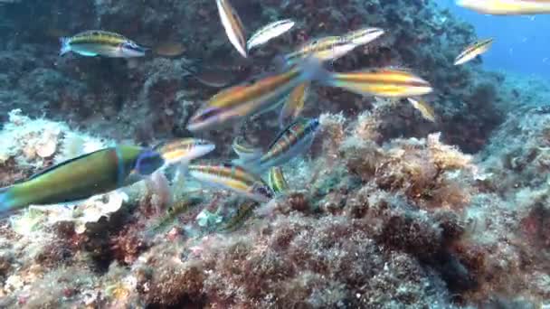 Scena Subacquea Liitle Colorata Barriera Corallina Pesci Nuotare Vicino Alla — Video Stock
