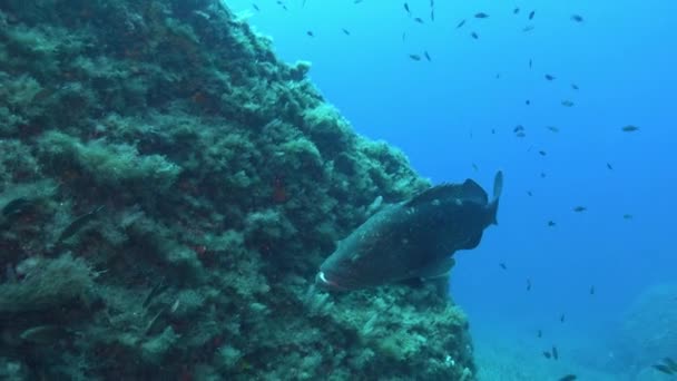 Μεγάλο Grouper Ψάρια Που Κολυμπούν Μπλε Νερά — Αρχείο Βίντεο