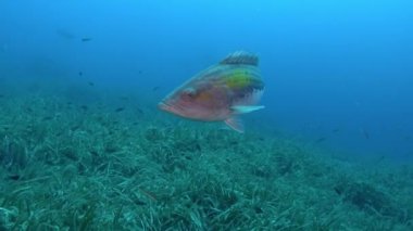 Deniz yaşamı - Kameraya yakın balık