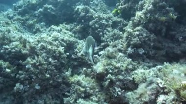 Su altı yaşamı - Akdeniz resif balığı