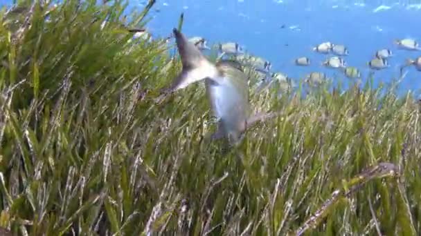 Natuur Onder Water Bream Vis Een Posidonia Zeewierveld — Stockvideo