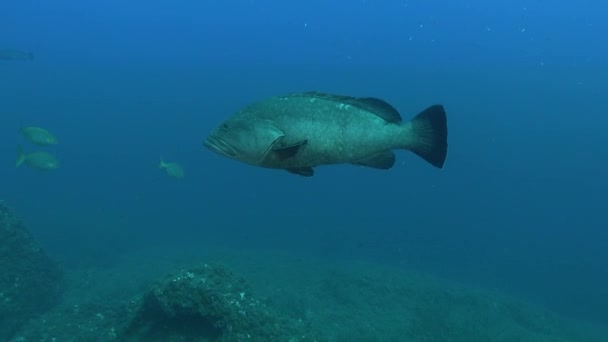 Подводная Жизнь Средиземное Море Окунь Рыбы Рядом Камерой — стоковое видео