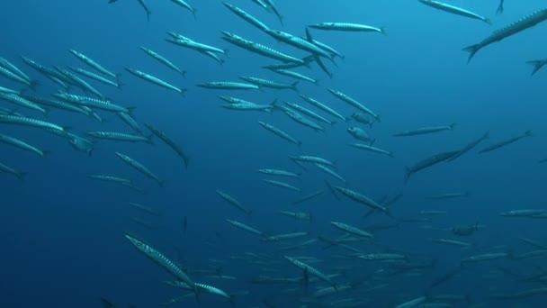 Дикая Природа Водой Большая Стая Рыб Барракуда Голубой Морской Воде — стоковое видео