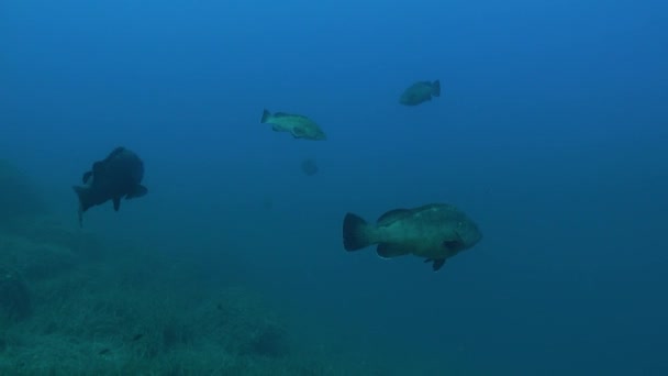 Рибний Промисел Великої Групи Підводна Сцена Аквалангом Майорці — стокове відео