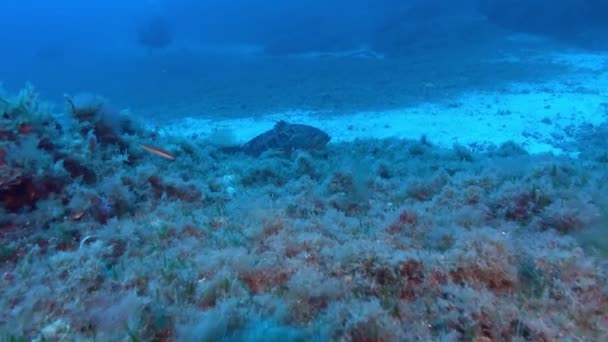 Μεσογειακή Θαλάσσια Υποβρύχια Ζωή Grouper Ψάρια Διαφεύγει Από Την Κάμερα — Αρχείο Βίντεο