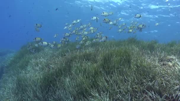 Підземна Сцена Два Смугастих Міхура Риби Морському Полі Посидонії — стокове відео