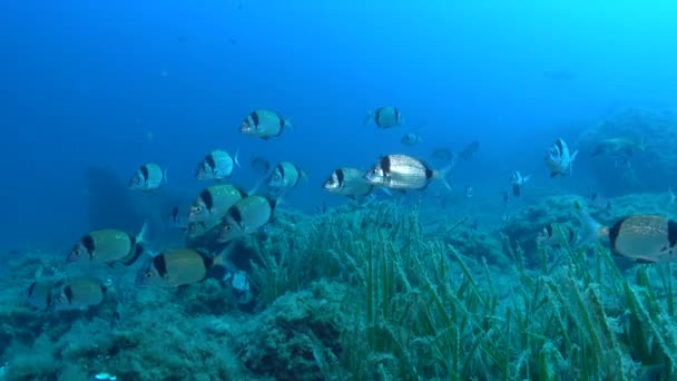 Onderwater Scene Twee Banded Brasem Vis School Blauw Zeewater — Stockvideo