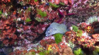 Majorca underwater - Moray eel in a colourful reef 
