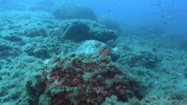 Mediterranean Sea underwater - Big groupers at the seabed