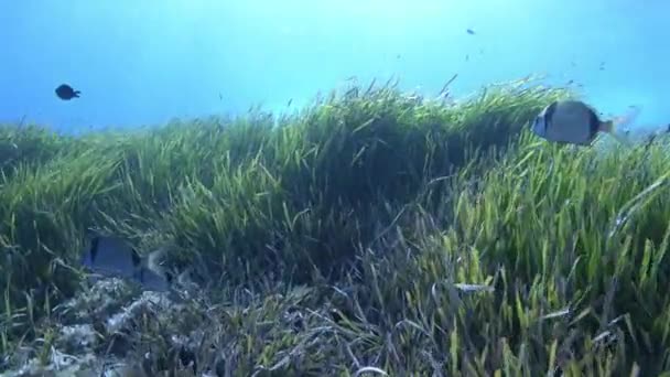 Scuba Diving Posidonia Seaweed Field Majorca Underwater — Stockvideo