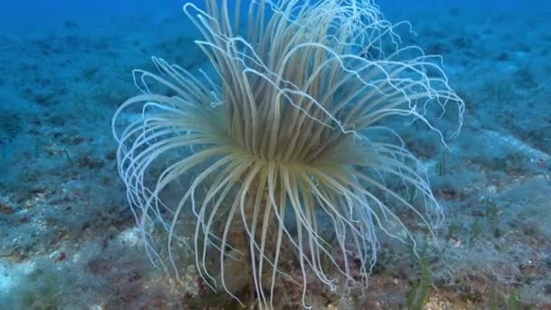 Deep Underwater Anameone Ceriantum Dasar Laut — Stok Video