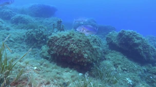 Dentex Fish Seabed Mediterranean Sea Marine Life Stockvideo