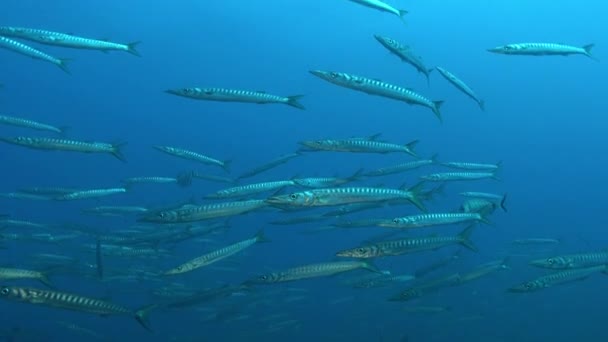 Big School Mediterranean Barracuda Fish Video de stock libre de derechos
