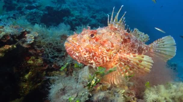Scuba Diving Majorca Scorpionfish Close Camera Vídeo De Stock