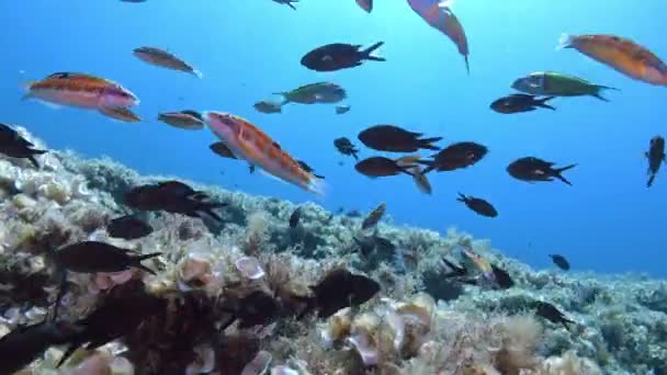 Underwater Scene Mediterranean Reef Fish Clean Sea Water — Stock Video
