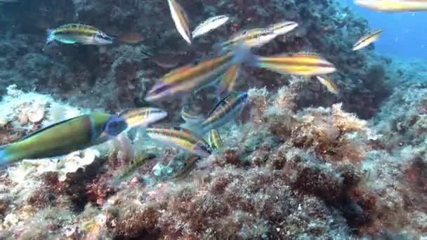 Mediterranean Sea Underwater Little Reef Fish Shoal Feeding — Αρχείο Βίντεο