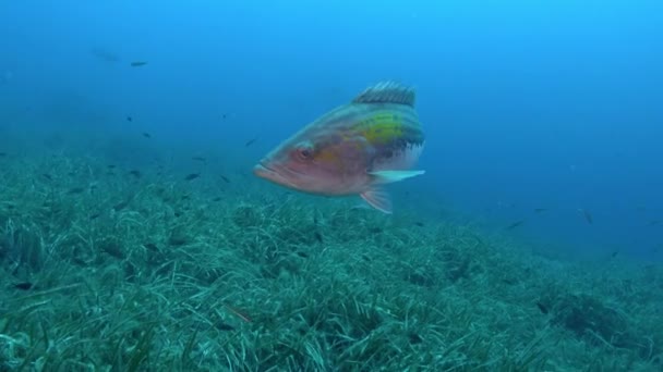Marine Life Young Grouper Fish Close Camera — 图库视频影像