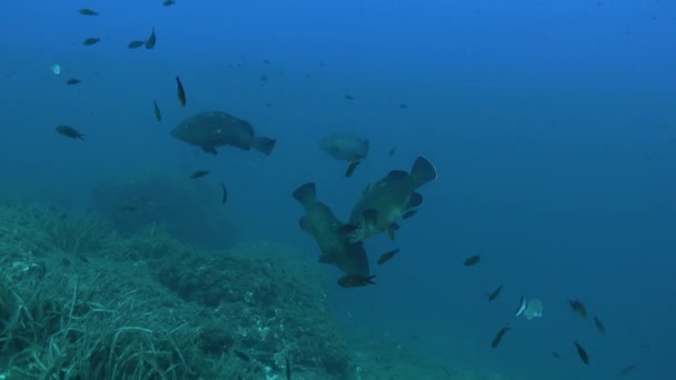 Fish Underwater Big Gropupers Swimming Blue Sea Water — стоковое видео