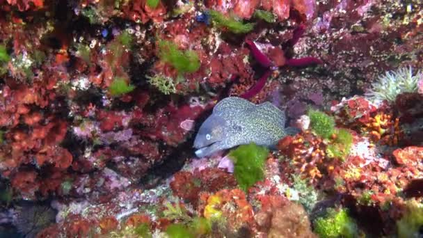 Majorca Underwater Moray Eel Colourful Reef Metraje De Stock Sin Royalties Gratis