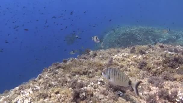 Underwater Landscape Scuba Diving Majorca — Stock Video