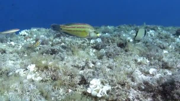 Mediterranean Colourful Reef Fish Feeding Reef — Vídeo de stock