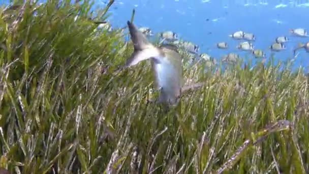 Підводна Сцена Риба Папуга Живиться Полі Водоростей Посидонії — стокове відео