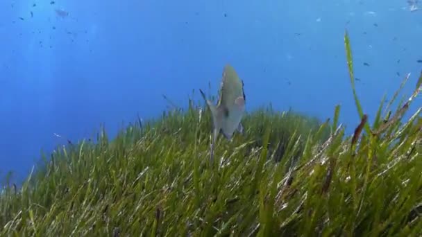 Mediterranean Bream Fish Swimming Alone Posidonia Seaweed Field — 图库视频影像