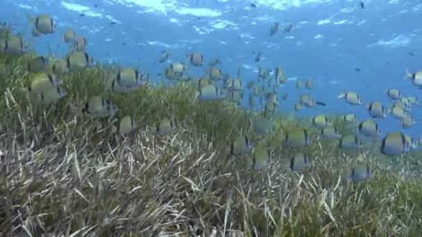 Majorica Underwater Two Banded Breams Fish Shoal Posidionia Seaweed Field — Stok video