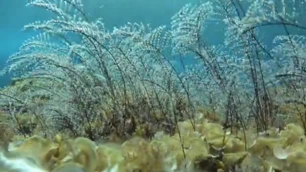 Підводна Сцена Плавання Водорості Крупним Планом — стокове відео