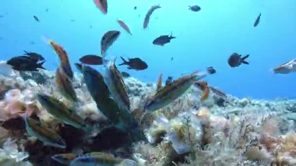 Marine Life Little Reef Fishes Feeding Close Camera — Stock video