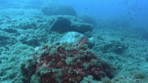 Mediterranean Sea Underwater Big Groupers Seabed — Vídeo de Stock