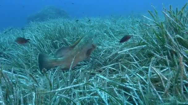 Fish Underwater Groupers Swiiming Posidonia Seaweed Seabed — 图库视频影像