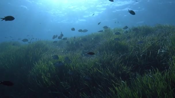 Underwater Backlight Scene Bream Fish Posidonia Field — стоковое видео