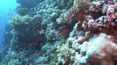 POV Scuba dalışı Kızıl Deniz resiflerinde