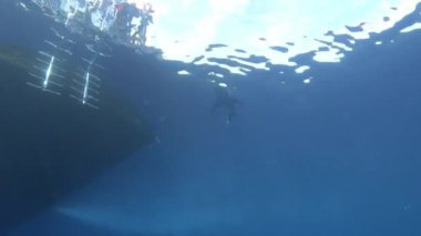 Longimanus köpekbalığı deniz yüzeyine yakın bir teknenin altında yüzüyor.