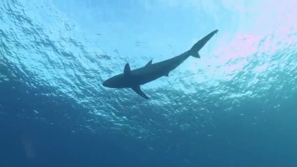 Tubarão Nadando Perto Superfície Mar Vida Selvagem Subaquática — Vídeo de Stock