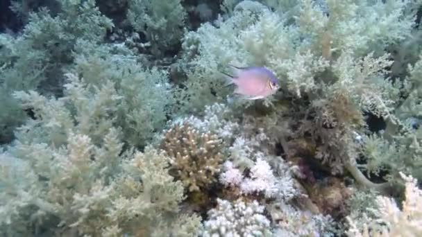 紅海のサンゴ礁の中で — ストック動画