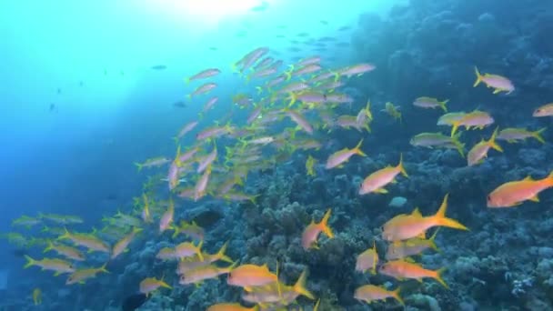 黄带礁鱼群 在红海潜水 — 图库视频影像