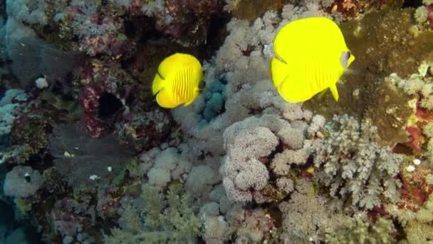 Vida Marinha Dois Peixes Cirurgiões Amarelos Recife Coral — Vídeo de Stock