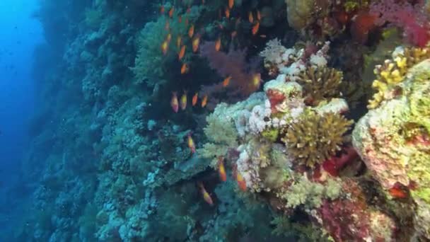Pov 紅海のサンゴ礁でスキューバダイビング 自然水中 — ストック動画