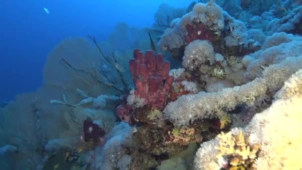 水中シーン サンゴとスキューバダイビング 紅海のサンゴ礁のスポンジ — ストック動画