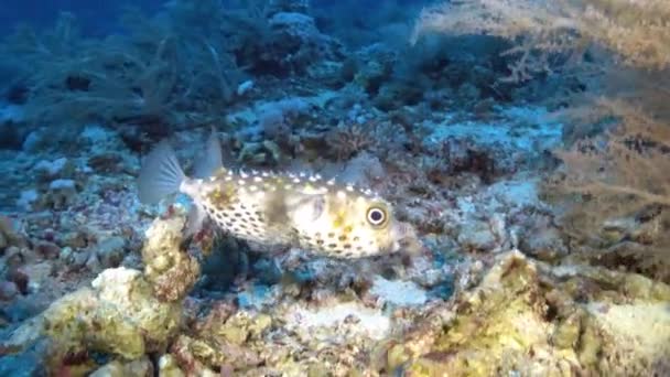 Mar Vermelho Vida Marinha Blowfish Nadando Sobre Fundo Mar — Vídeo de Stock