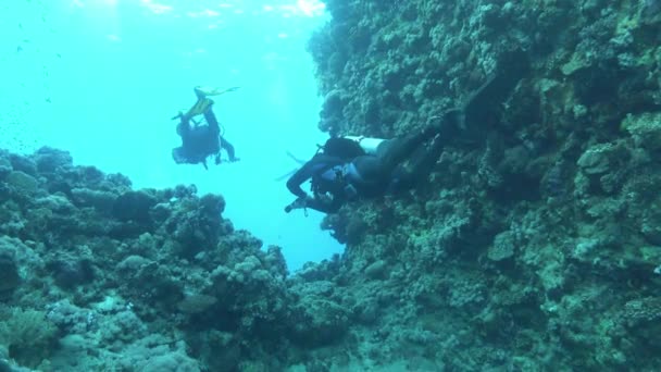 紅海のサンゴ礁のスキューバダイバー — ストック動画