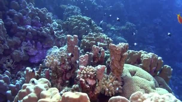 Pov Mergulho Sobre Recife Coral Mar Vermelho — Vídeo de Stock