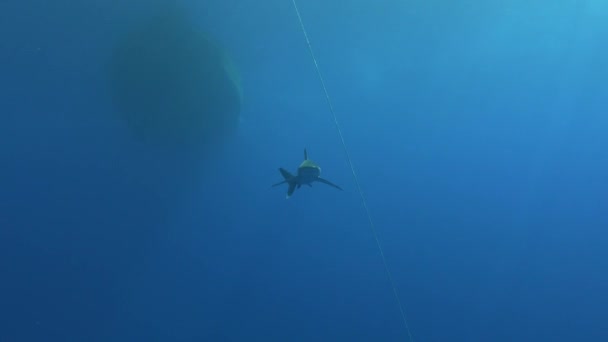 野生生物水中 カメラにLongimanusサメ水泳 — ストック動画