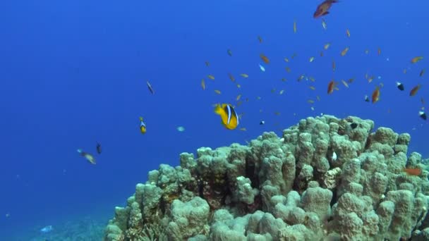 Mar Rojo Bajo Agua Pez Payaso Hermoso Arrecife Coral — Vídeos de Stock
