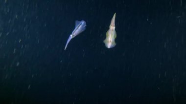 Sualtı sahnesi - mürekkepbalığı avı - Gece dalışı