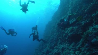 Elphinstone resifinde dalgıçlar 