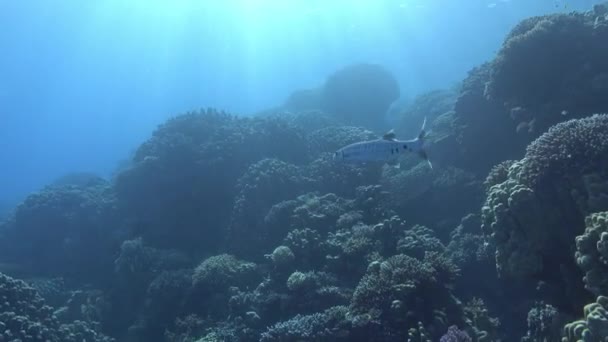 Vie Sous Marine Seul Barracuda Nageant Dans Récif Corallien Mer — Video