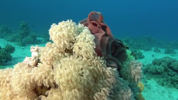 水下生物 海底顶峰中的珊瑚 — 图库视频影像